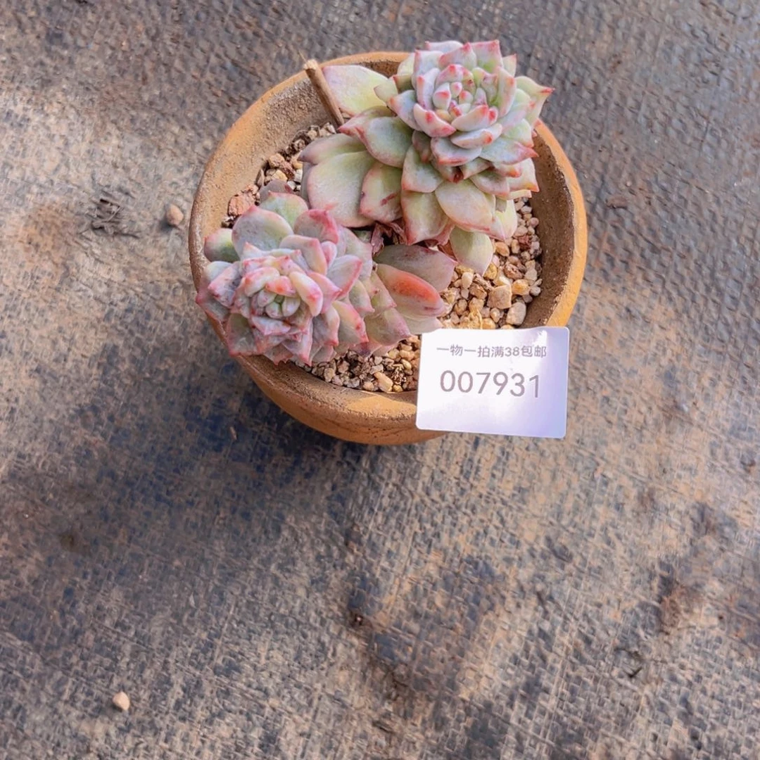 多肉一物一拍7931