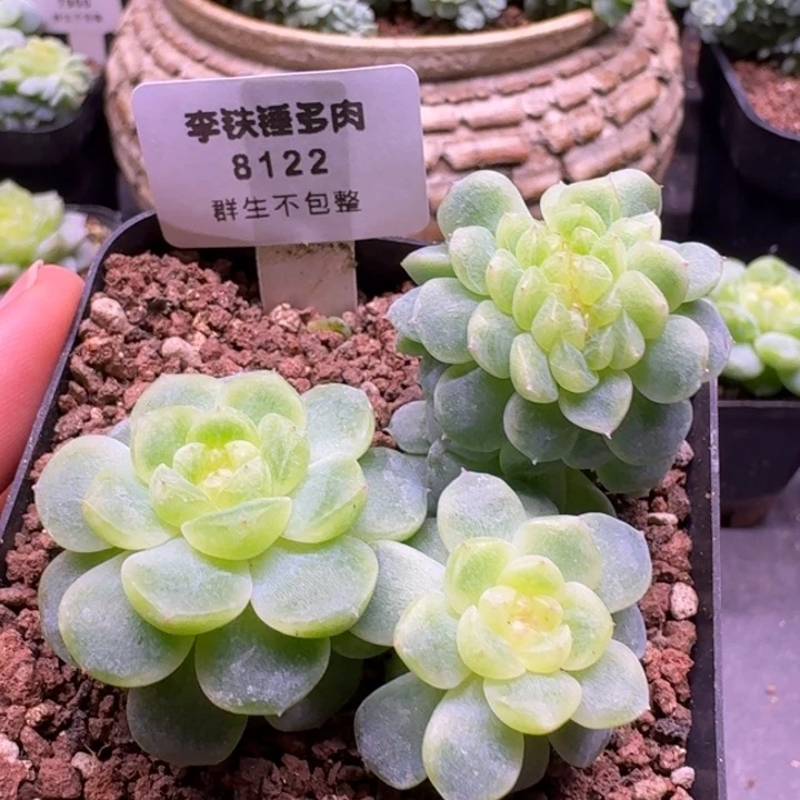 8122纸鸢缀化一物一拍7cm盆