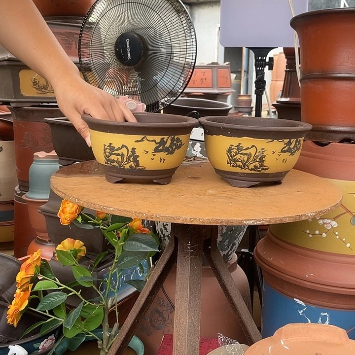 黄色三角金钟17+17花盆紫砂