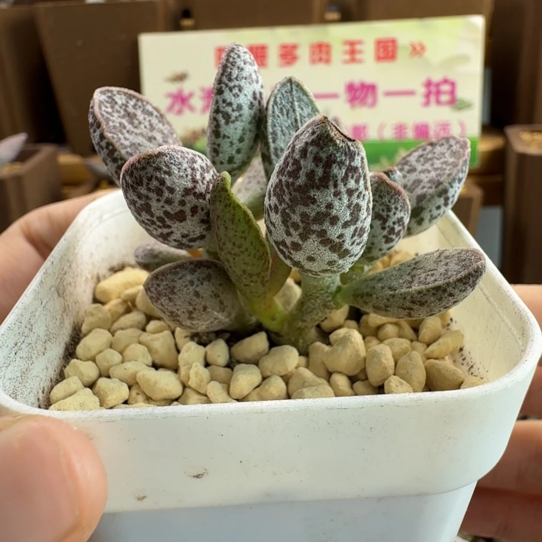 丸叶红太平水泡多肉肉肉