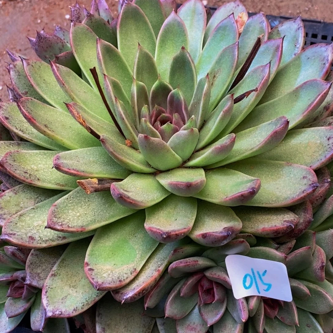 h****h015多肉植物保护研究所所长