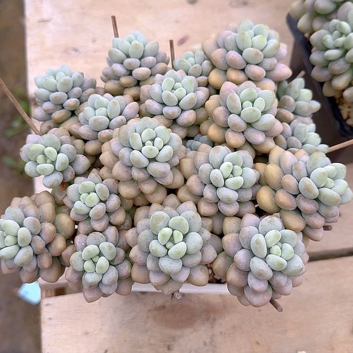 达芙妮多肉植物保护