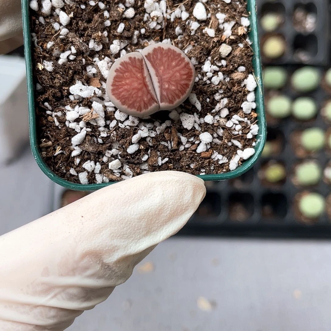 7549大棚清仓甩卖了1.9