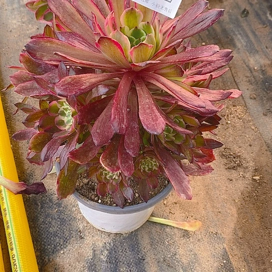 442糖果粉黛多肉法师锦