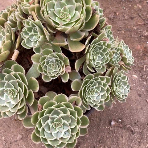 粉花妖法师多肉植物974