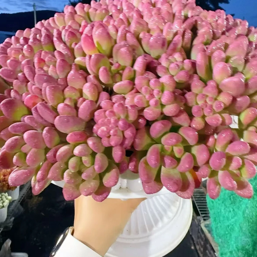 X完美仙子＋罗马盆多肉植物耐旱喜阳 好养庭院阳台盆栽