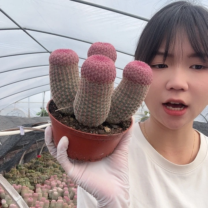 红太阳四头11111111111