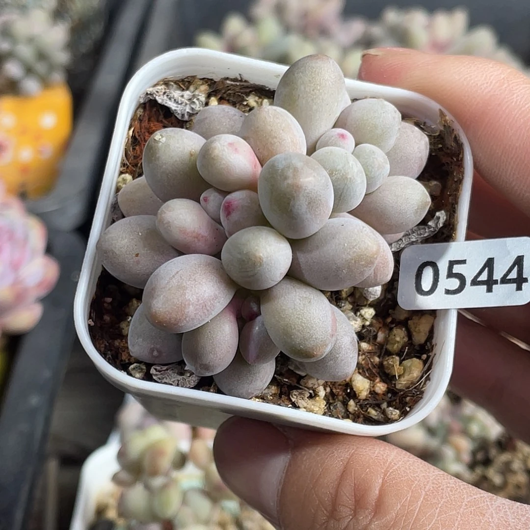 仙子奶酪多肉植物