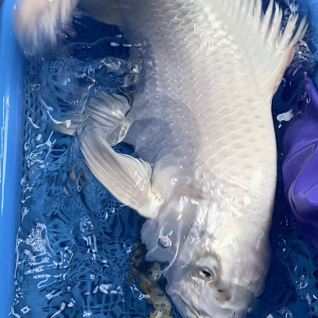 锦鲤冷水锦鲤包邮