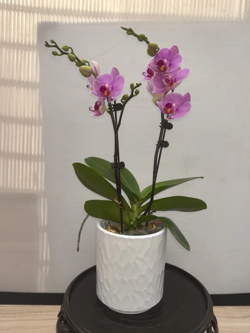 《第三名》粉紫色蝴蝶兰盆栽优雅好养室内绿植观赏花卉带花苗
