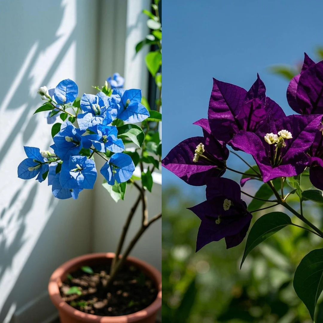 稀有三角梅蓝蝶/紫燕四季开花带叶带根幼苗阳台好养花卉