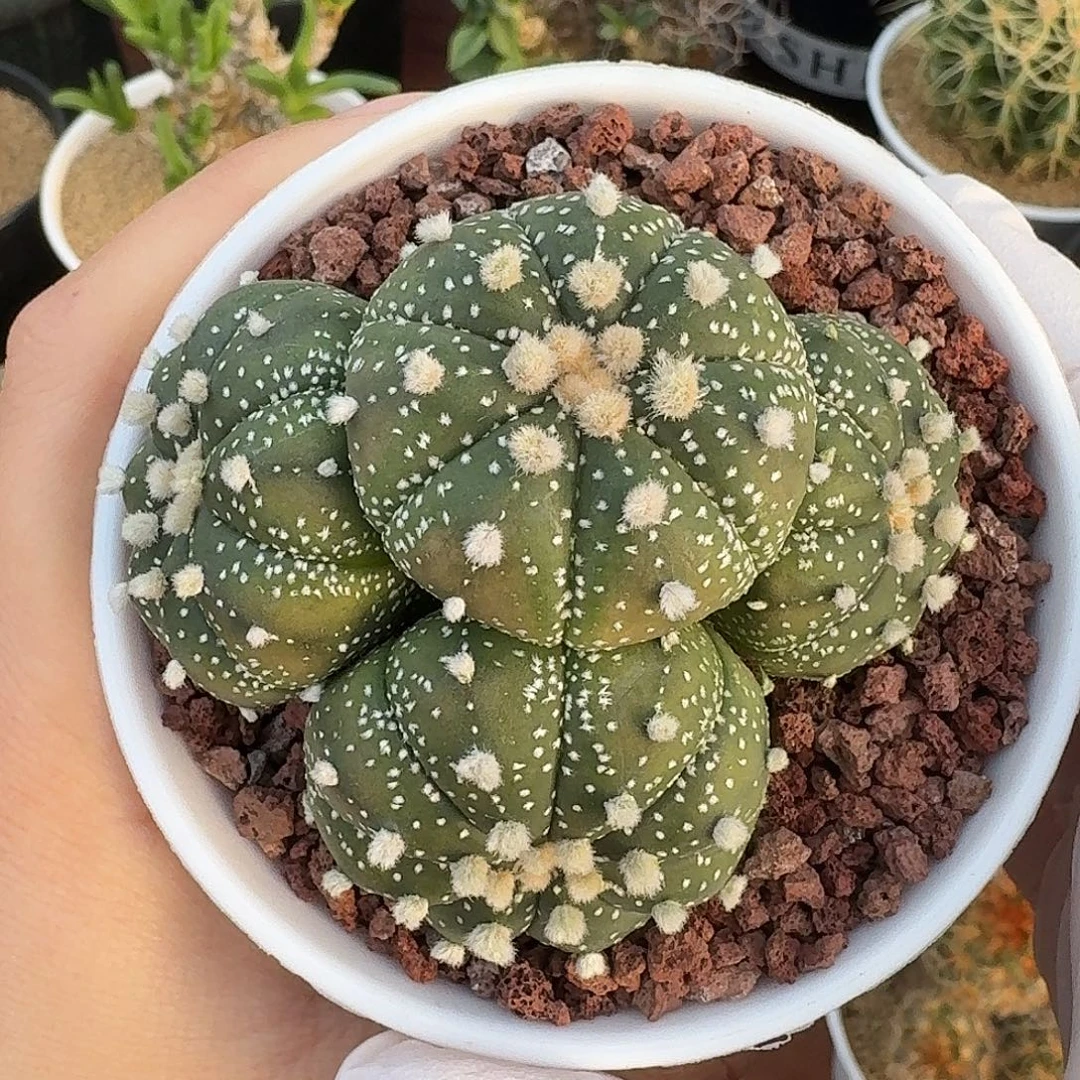 4头兜仙人球22342