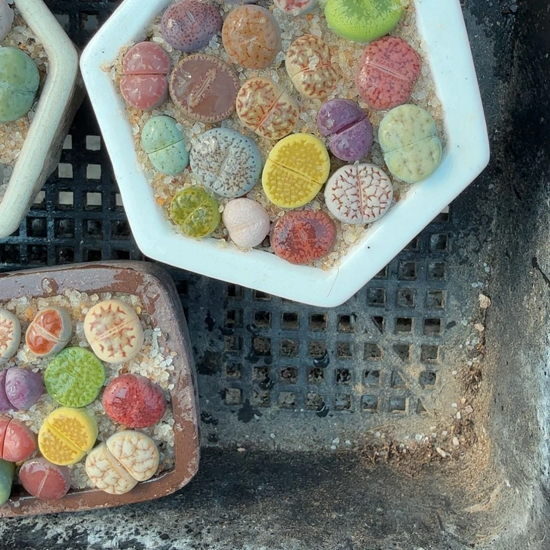 是一个充满生机盎然之前479哈哈