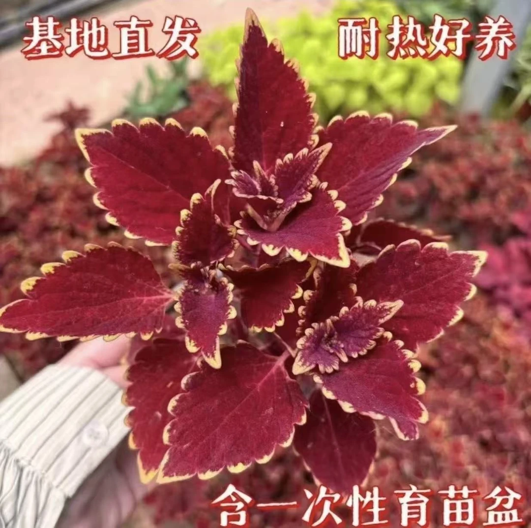 【4盆】彩叶草盆栽花卉五彩苏观叶水培室内阳台办公室好养绿植