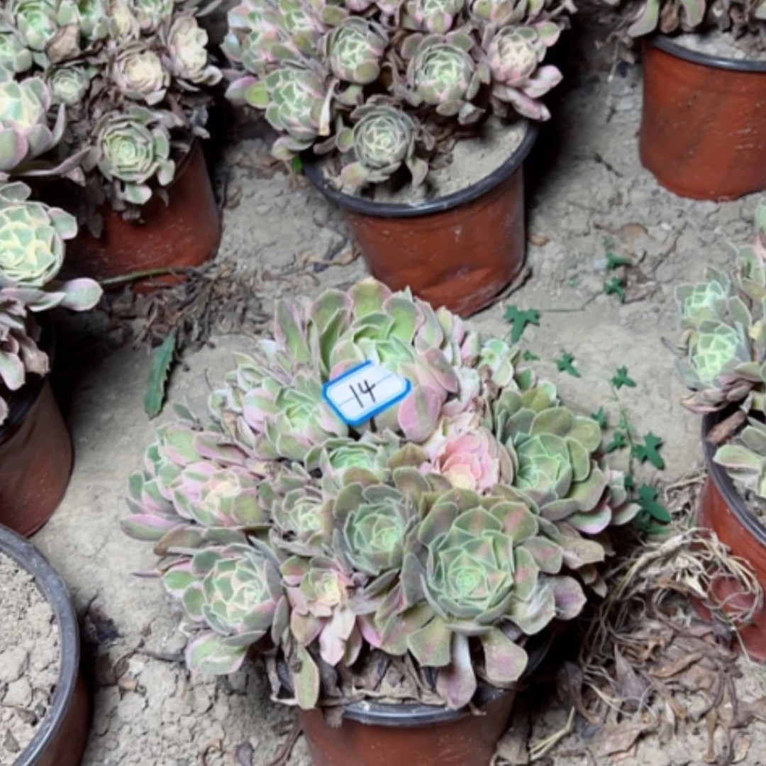 【闪购商品】多肉植物妖月14