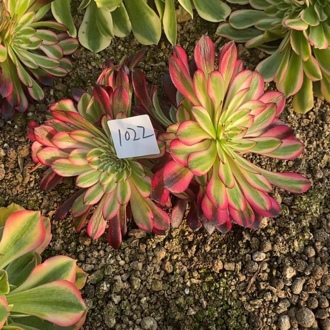 1022黑天鹅缀多肉植物