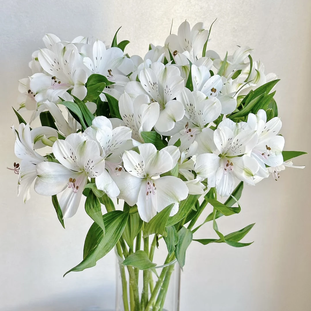 白色六出（水仙）2单包邮（签收后超24小时不售后）