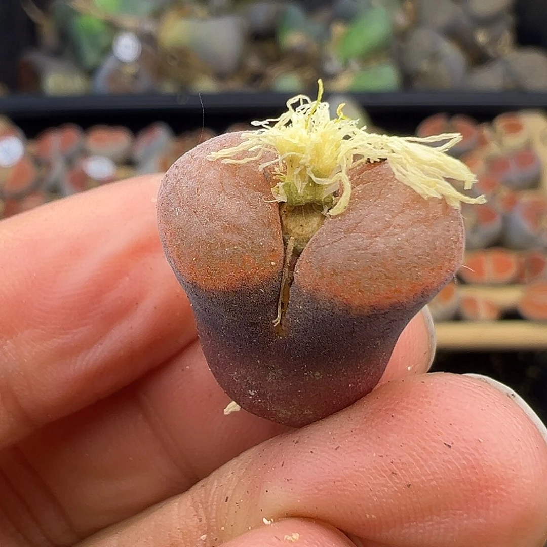 1632清货价格不作参考