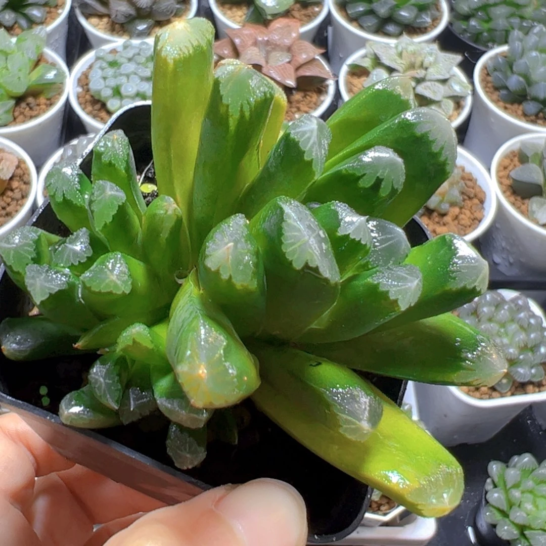 实生万象多肉多肉多肉1