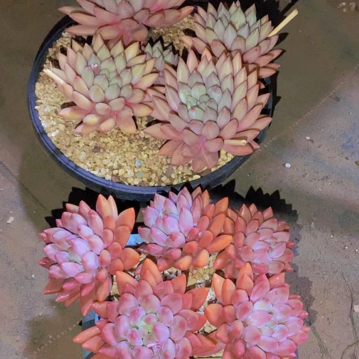 风**人这个点就不应该喝