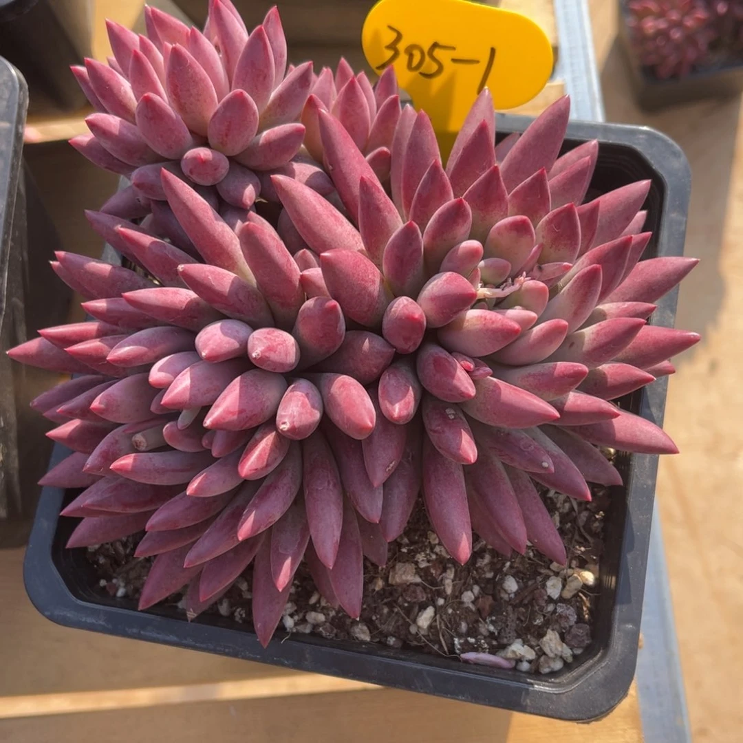 竹*305-1虞美人….