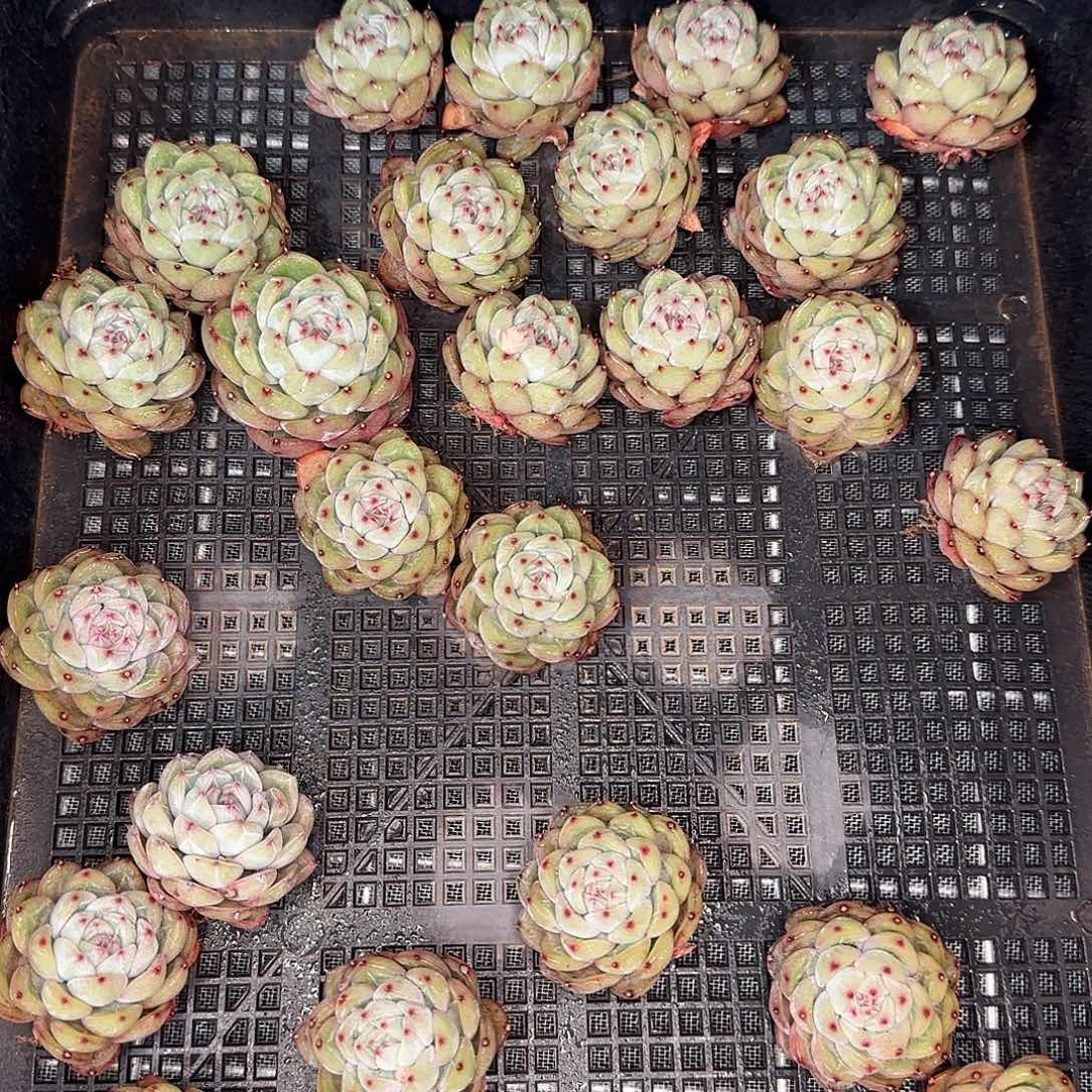 从前慢花园精选雪花珍妮