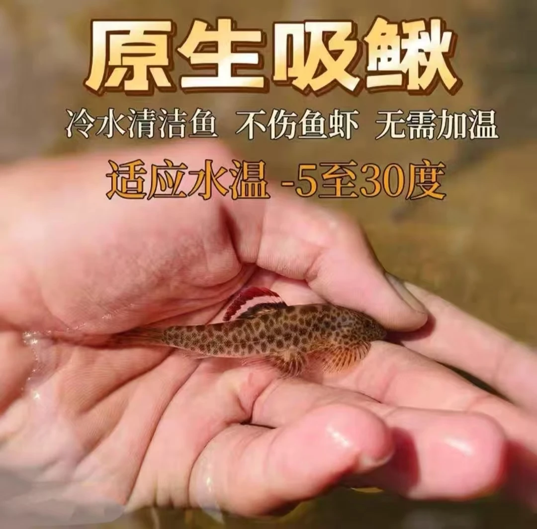 原生中国吸鳅鱼双吸盘清洁工吸鳅工具鱼冷水鱼原生鱼吃残渣擦玻璃