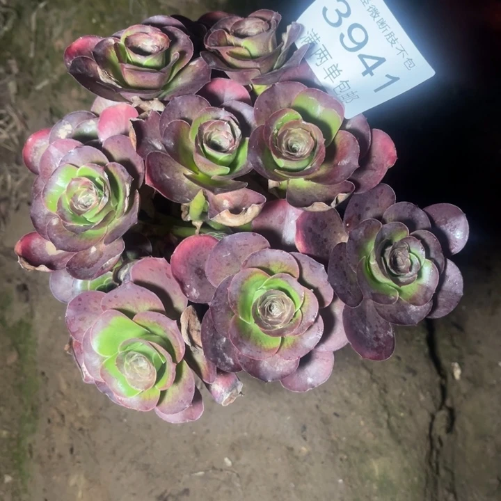 3941魅金的的的多肉