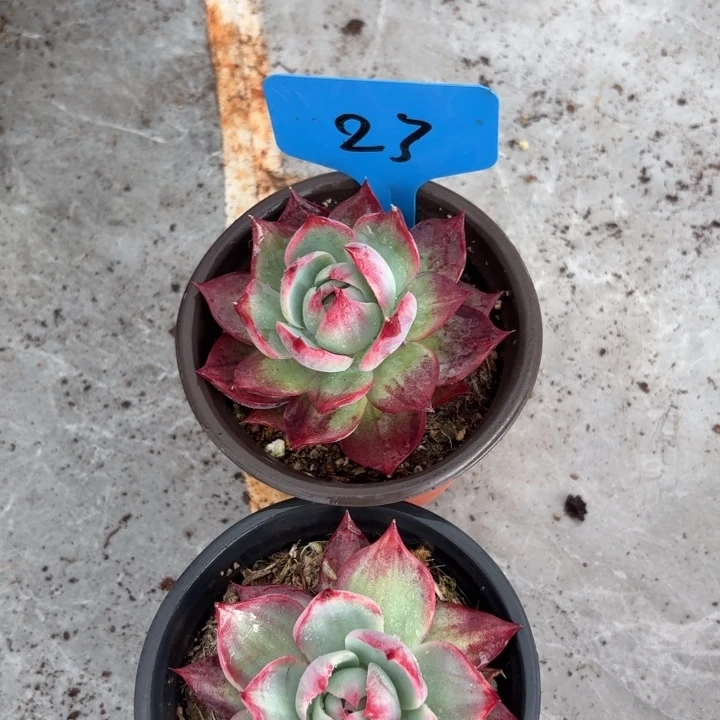 用***）23号惊鸿仙子红红火火好