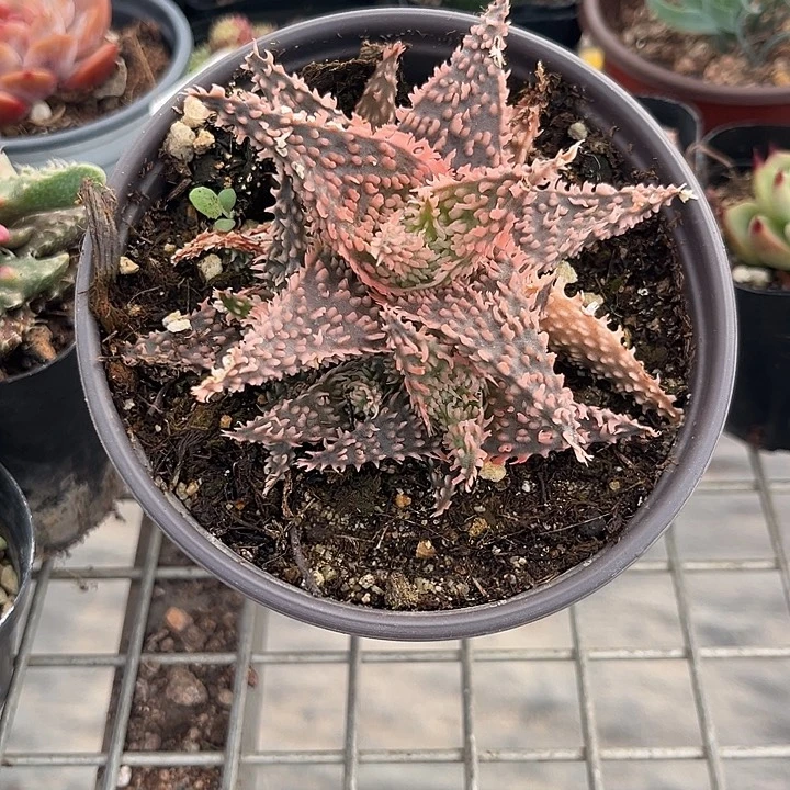 海星芦荟 我也不知道我为什么要