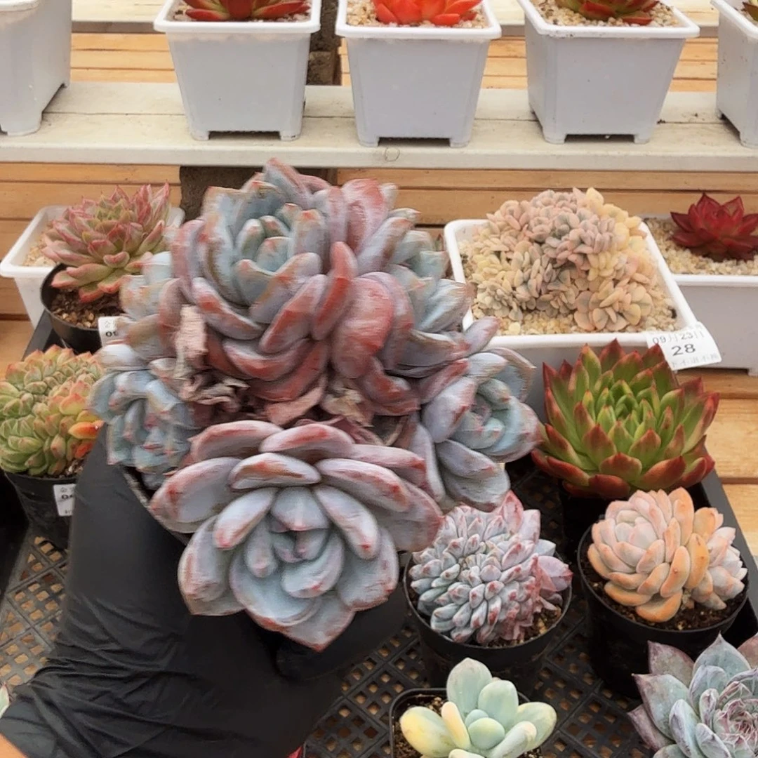 0923-33温斯莱特群