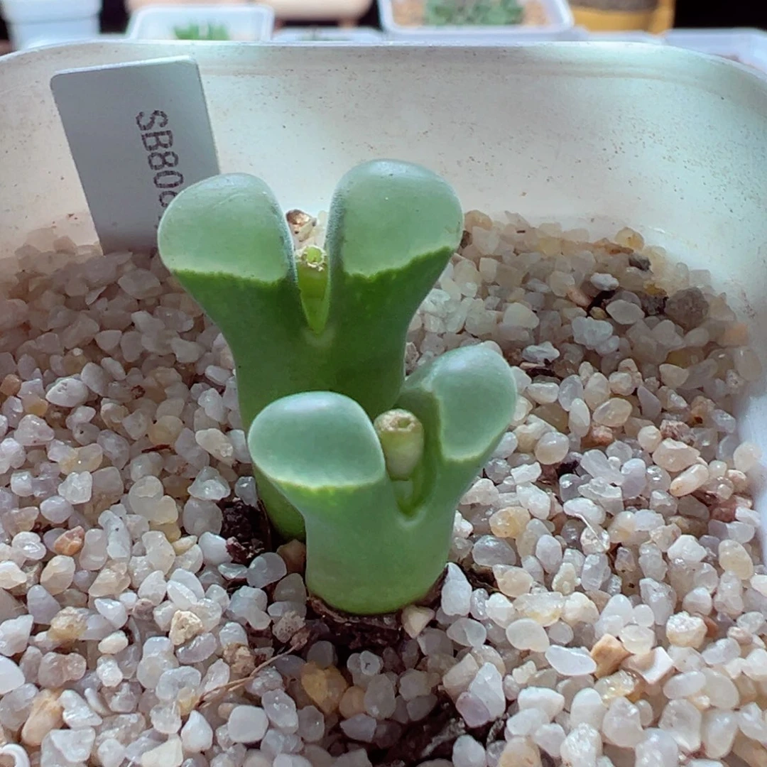 1214-110多肉多日sb806