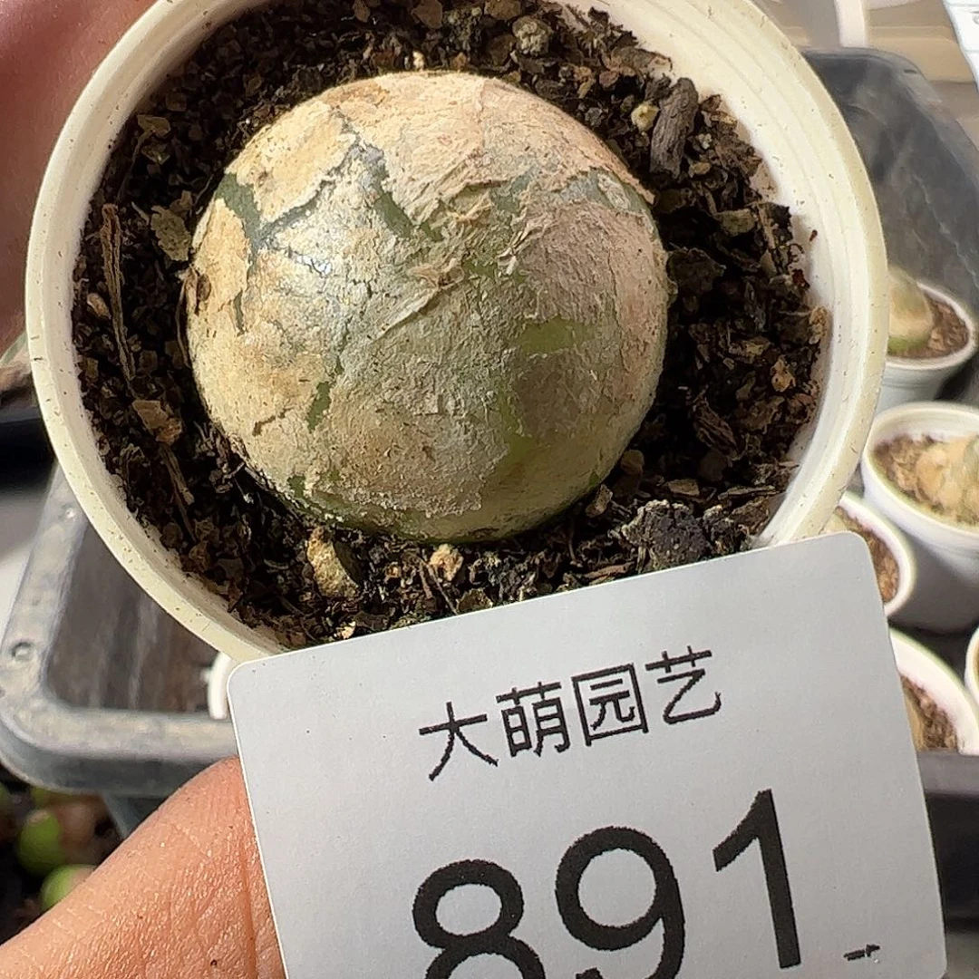 一物一拍带盆土发891