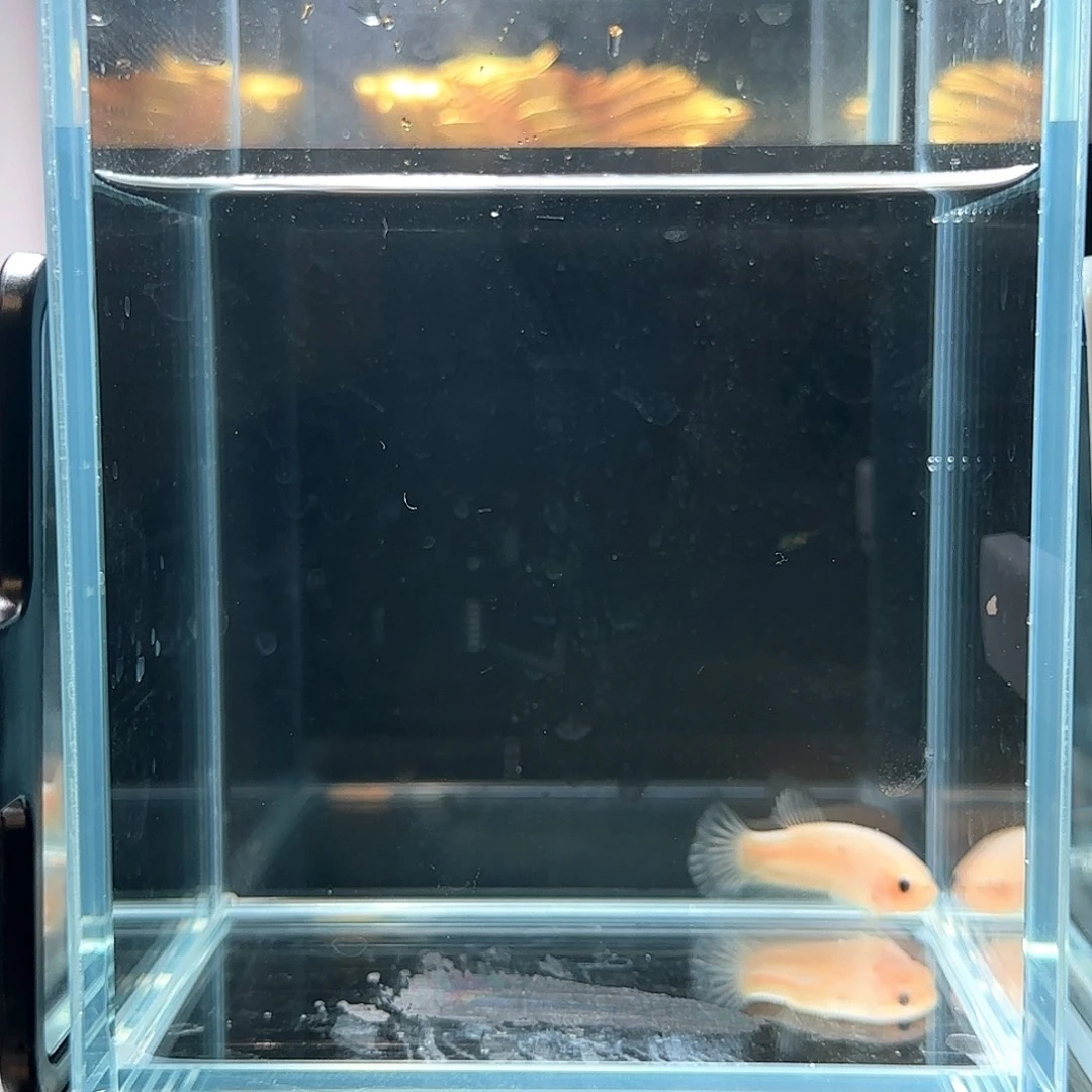 斗鱼活体观赏鱼好养耐活