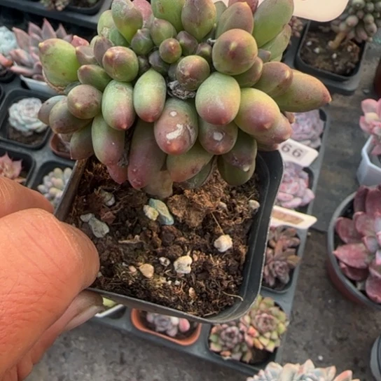 123千代田缀多肉植物的