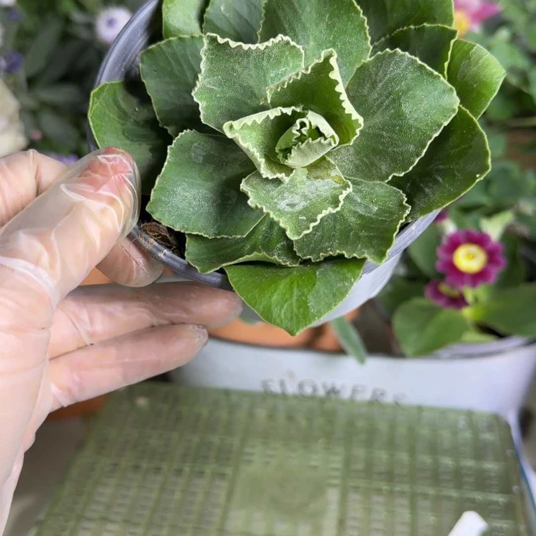 一物一拍  耳叶报春A753