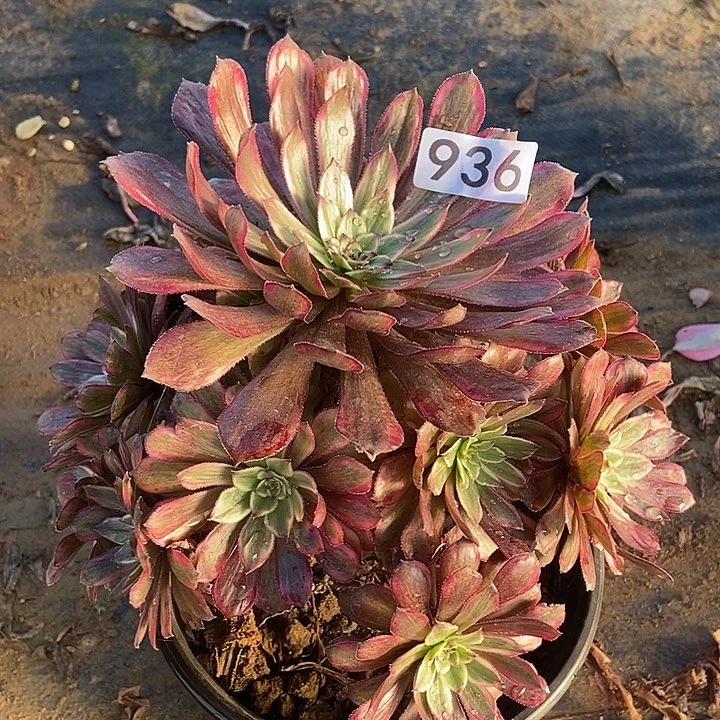 紫霞仙子936多肉不包断