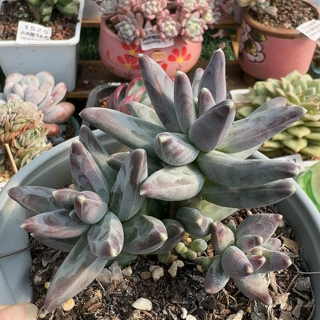 1560一物一拍（满28包邮）