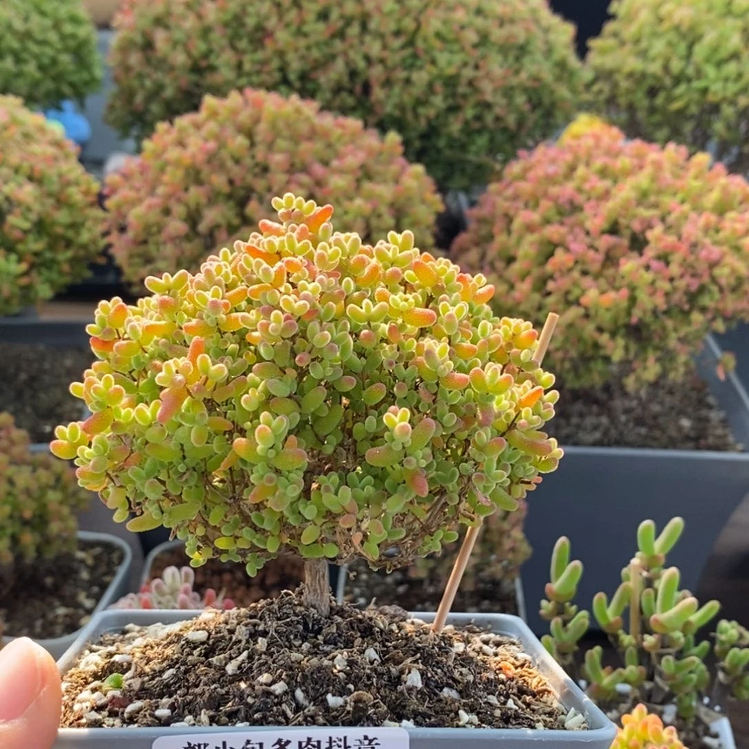 蜜橘糖球3235枝干番杏