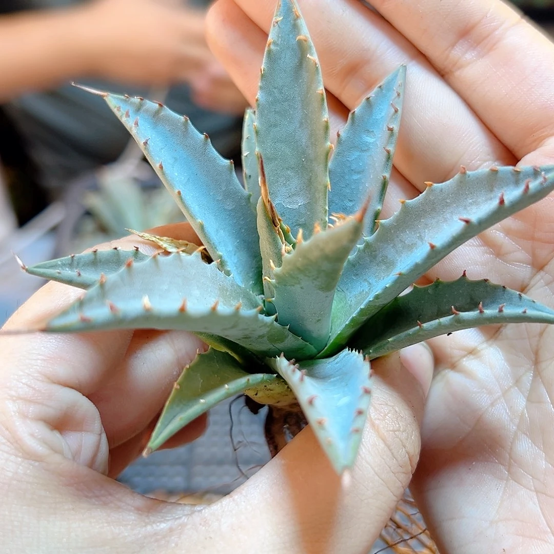 实生eb 曲刺妖炎8公分