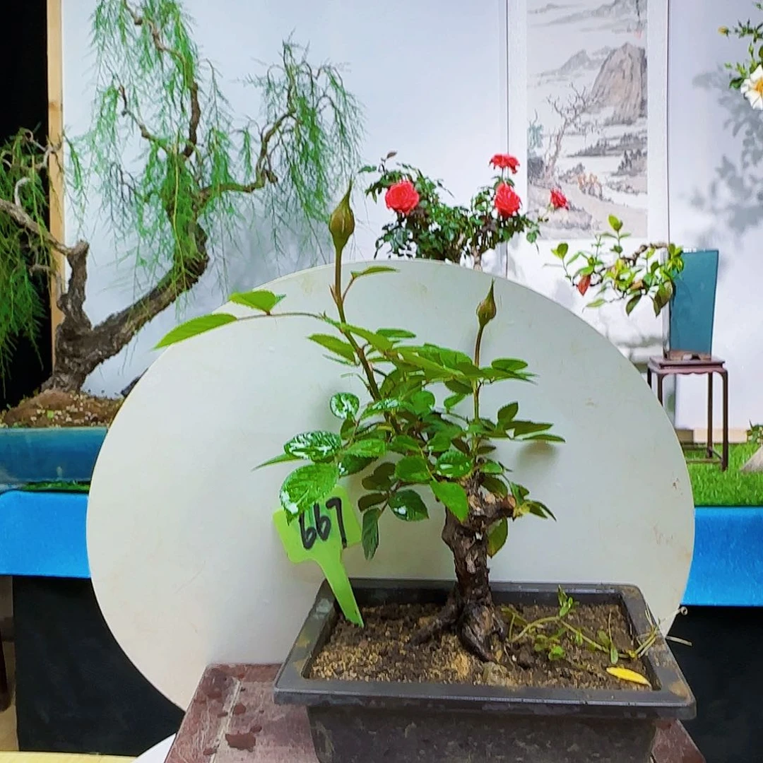 彭**-s f b j kehjk l l