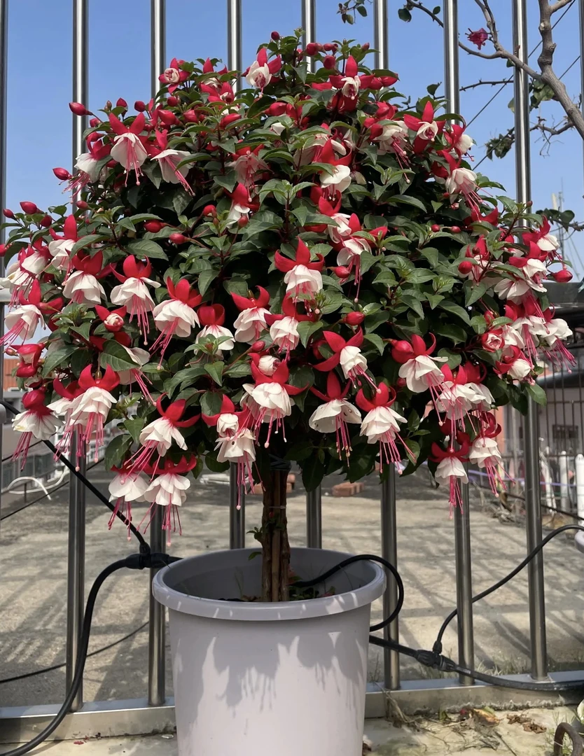 倒挂金钟盆栽花卉鲜花带花苞重瓣大花四季开花绿植玛格丽特