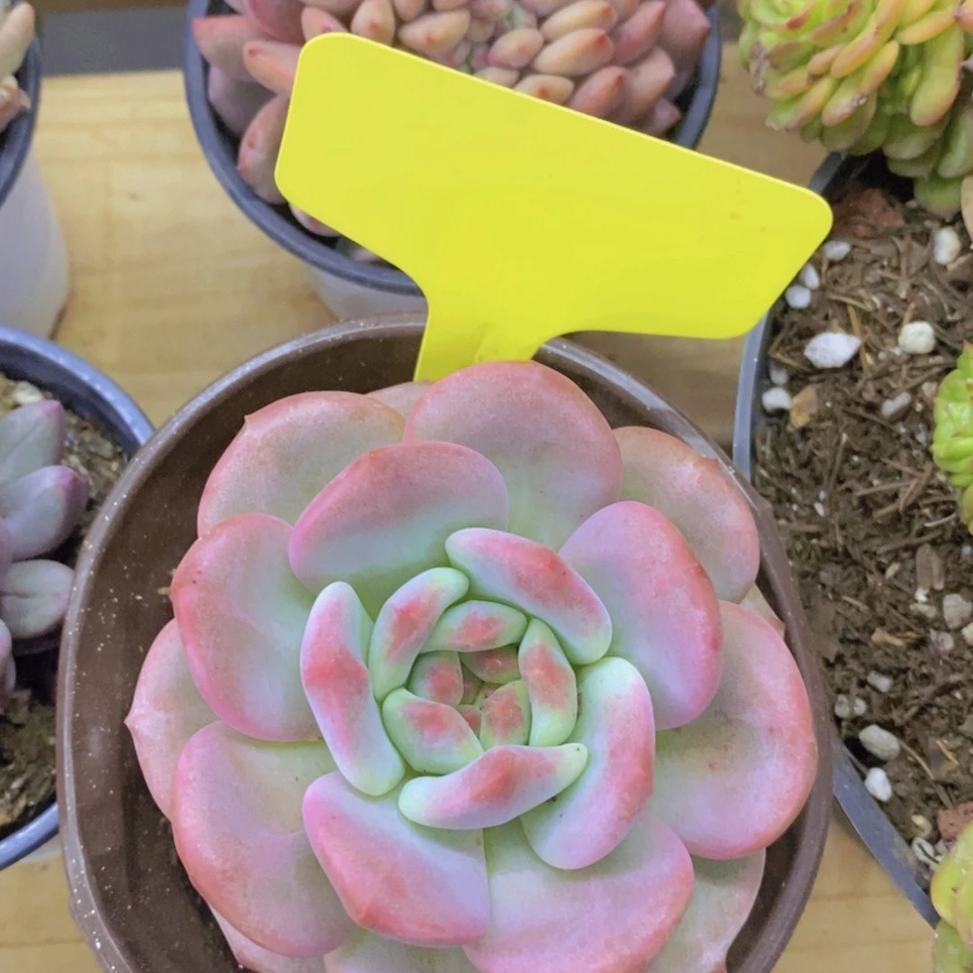 清货，专场，不做对比，一物一拍