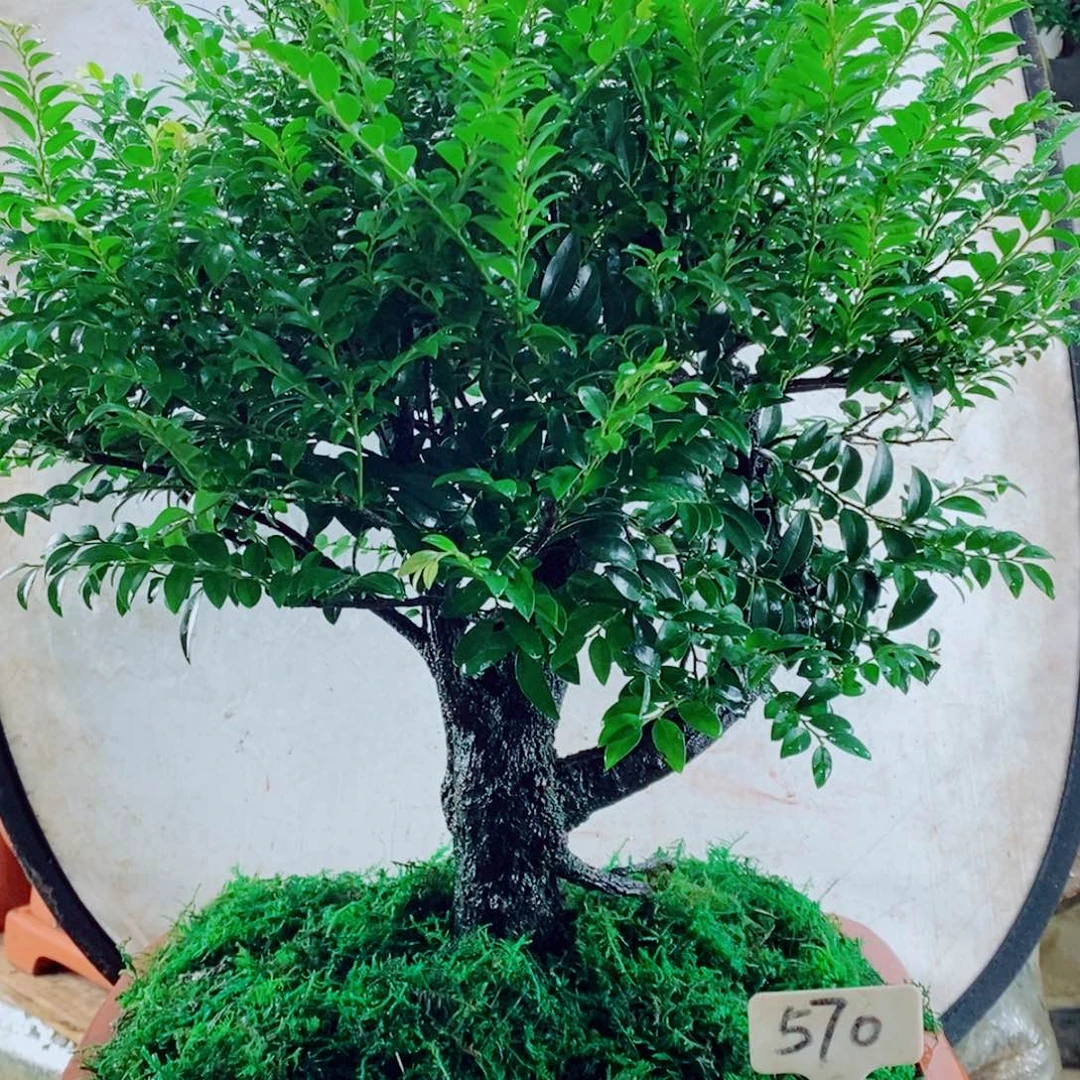 招***宝完全开放小叶紫檀570