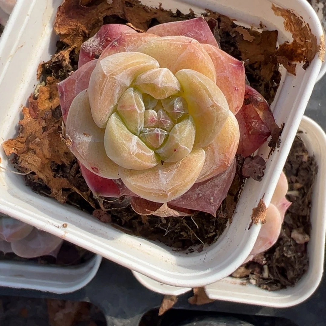 小卡拉米糖心一物一拍