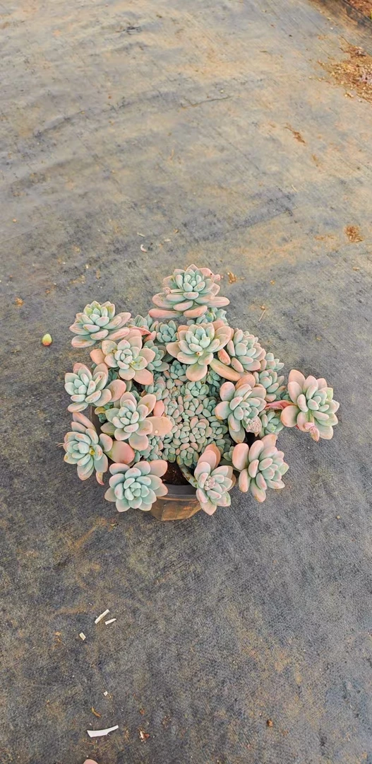 福利洛神（脱土发没有种植盆）