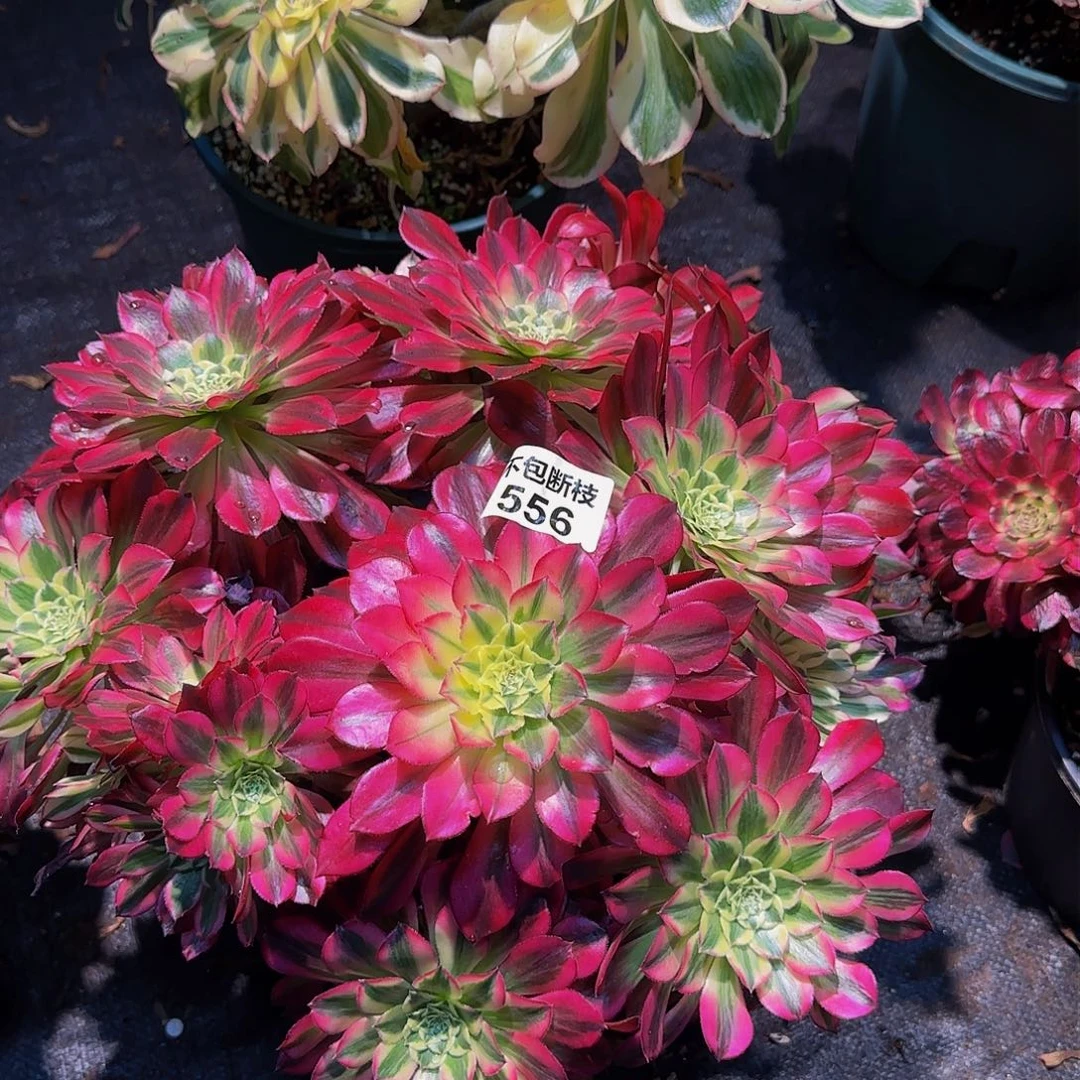 556多肉法师锦111