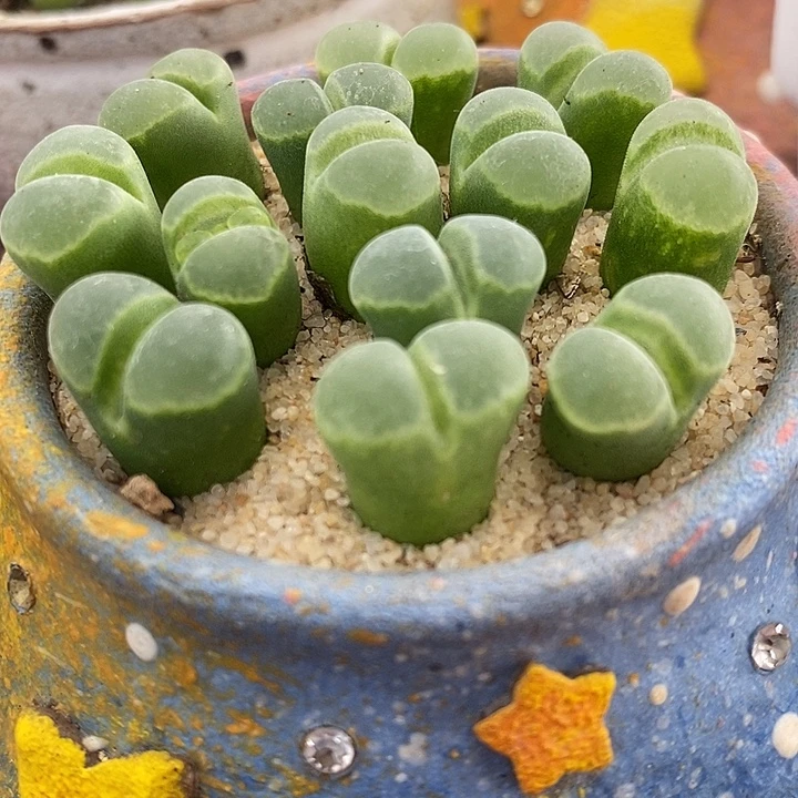Y400风铃一颗。