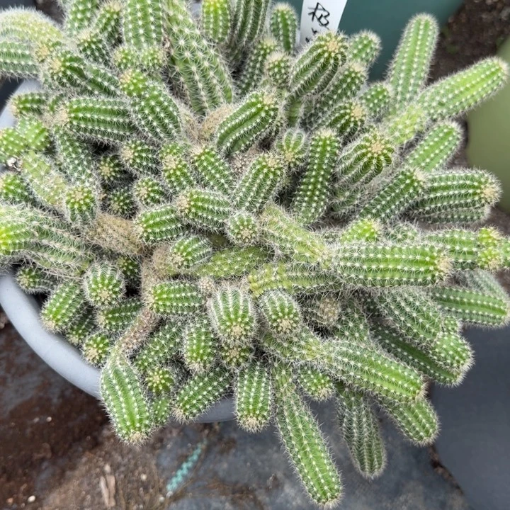 h***a白檀仙人掌群生一群68
