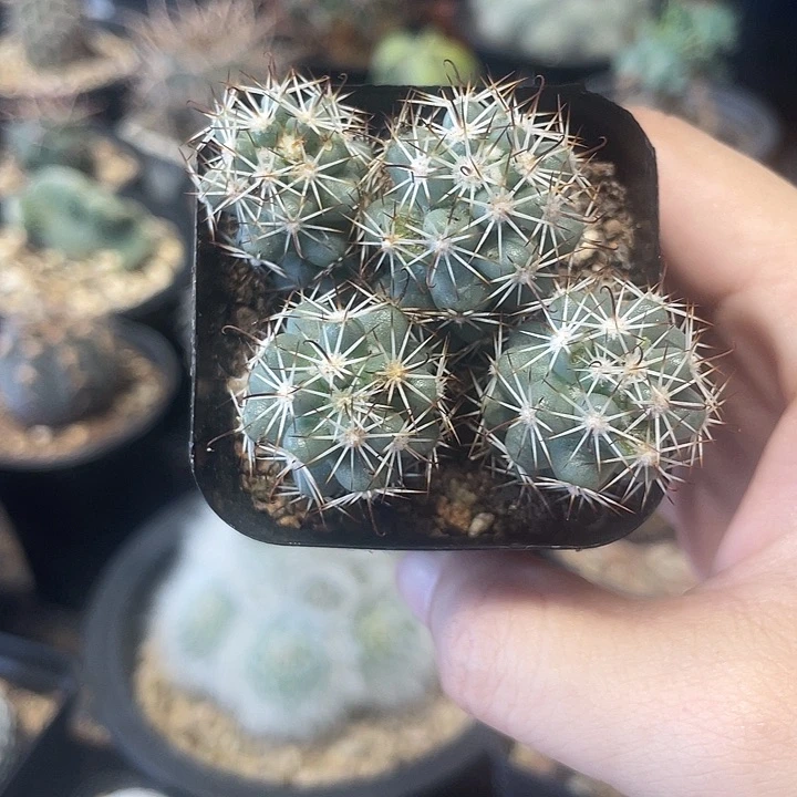 实生四头蓬莱宫仙人球